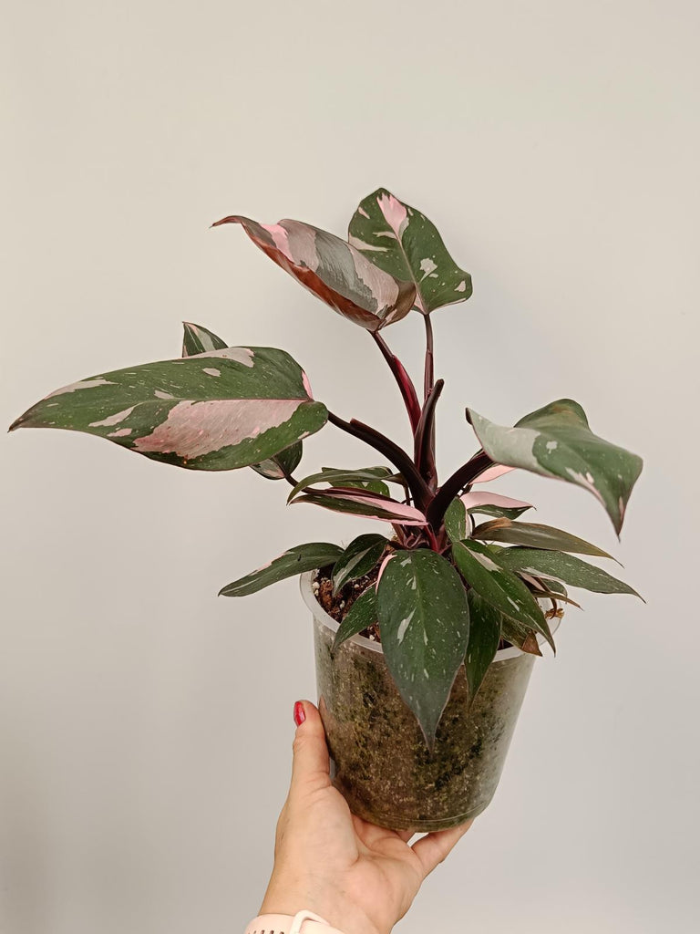 Philodendron pink princess marble