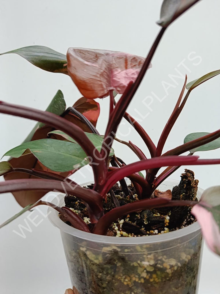 Philodendron pink princess