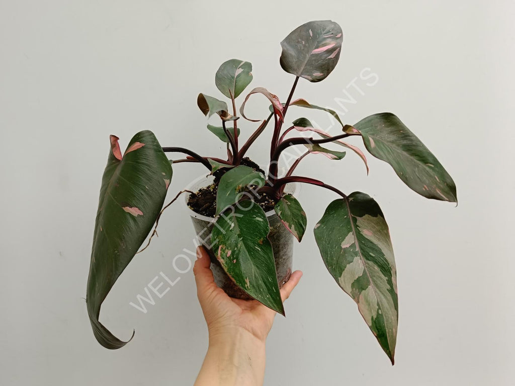 Philodendron pink princess