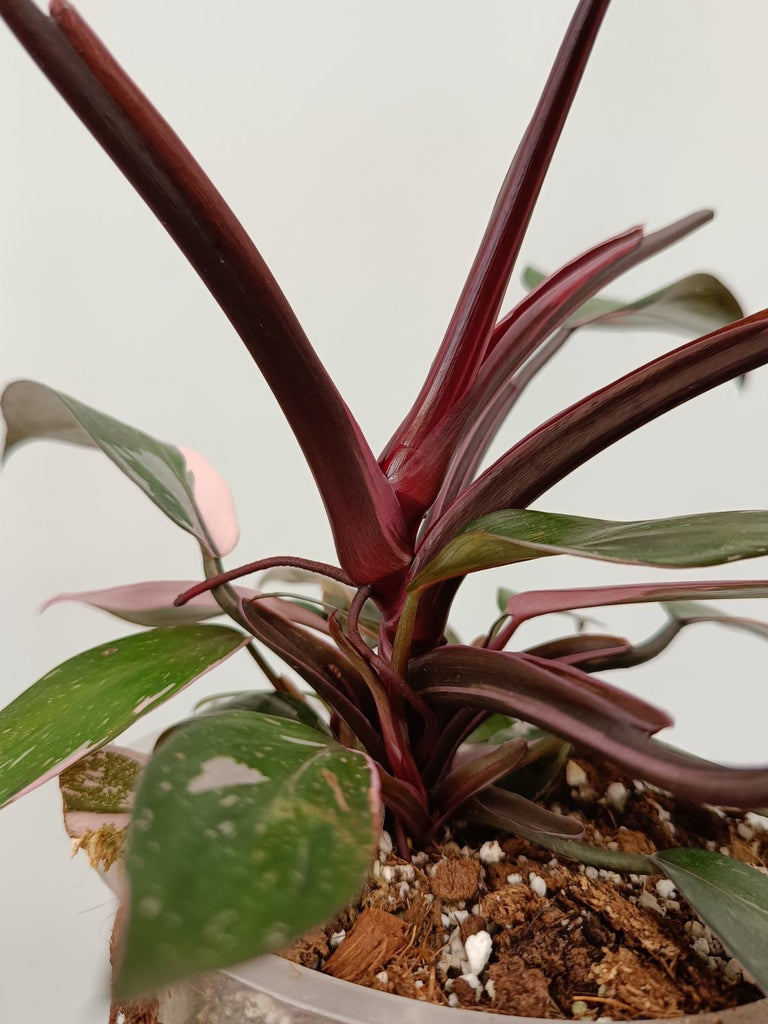 Philodendron pink princess marble