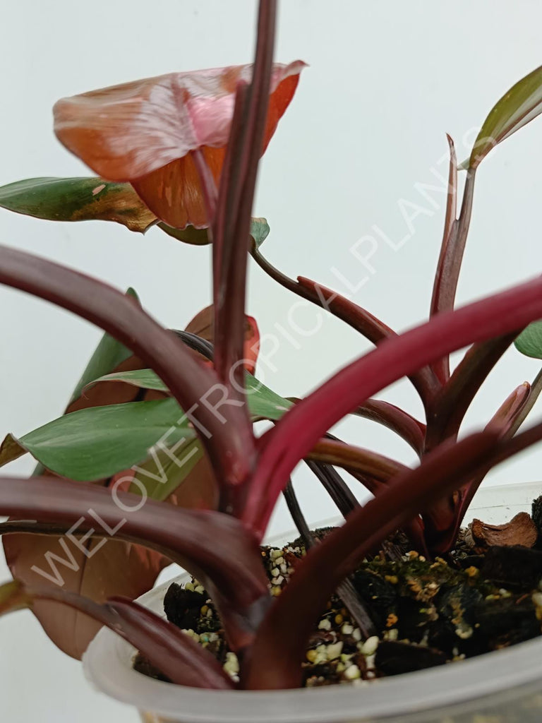 Philodendron pink princess