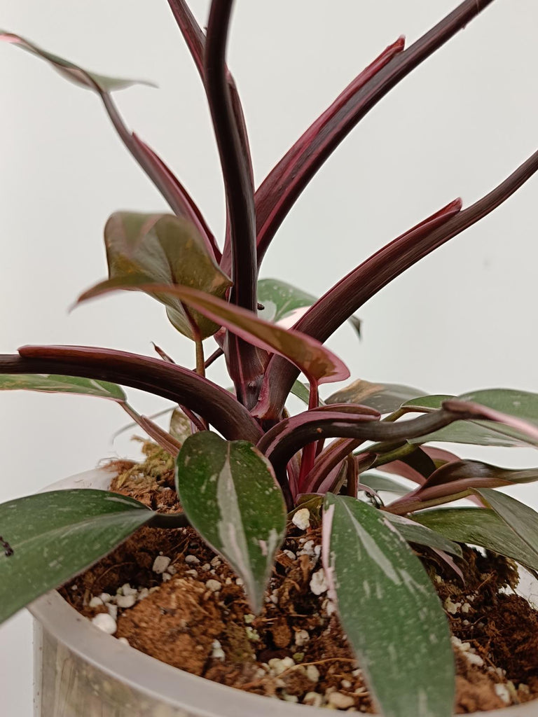 Philodendron pink princess marble