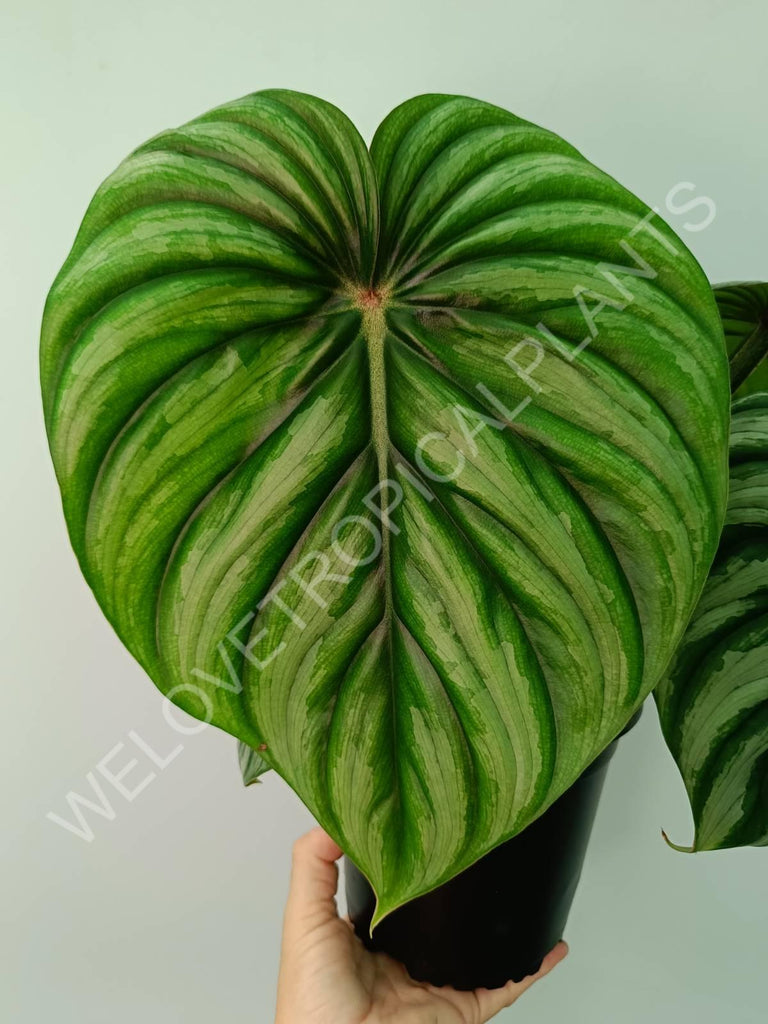 Philodendron plowmanii watermelon