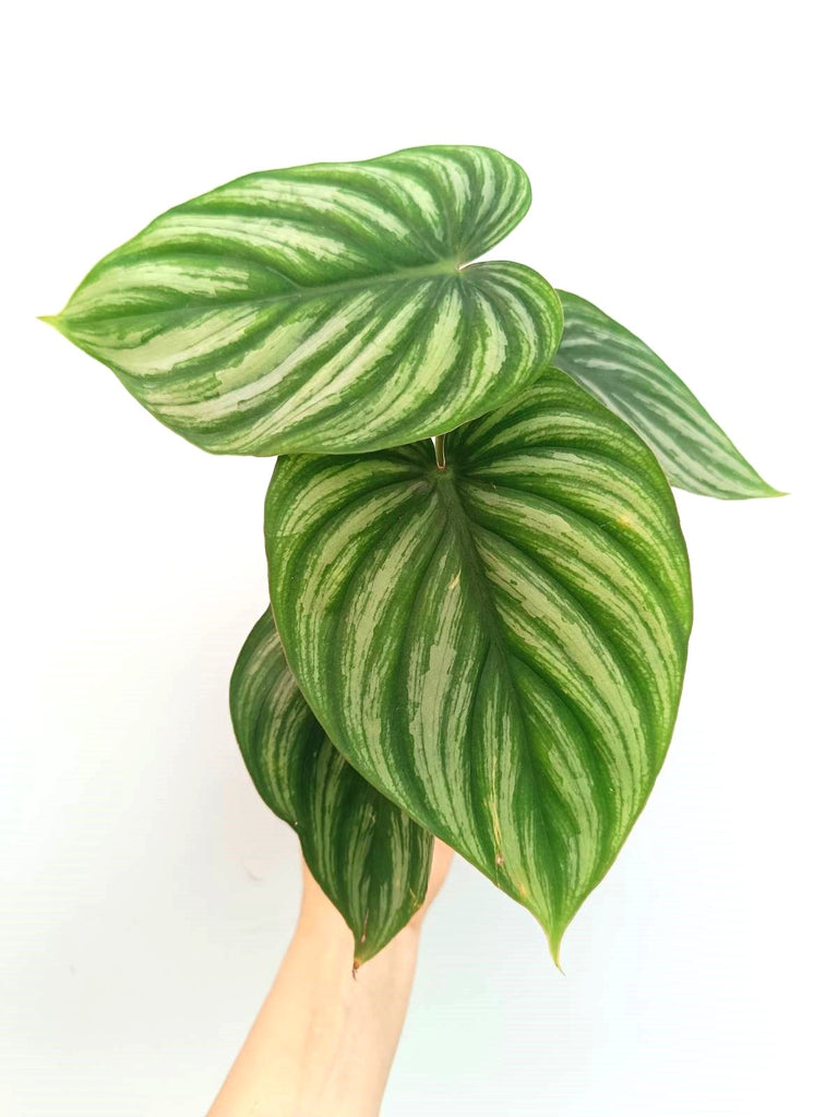 Philodendron plowmanii watermelon