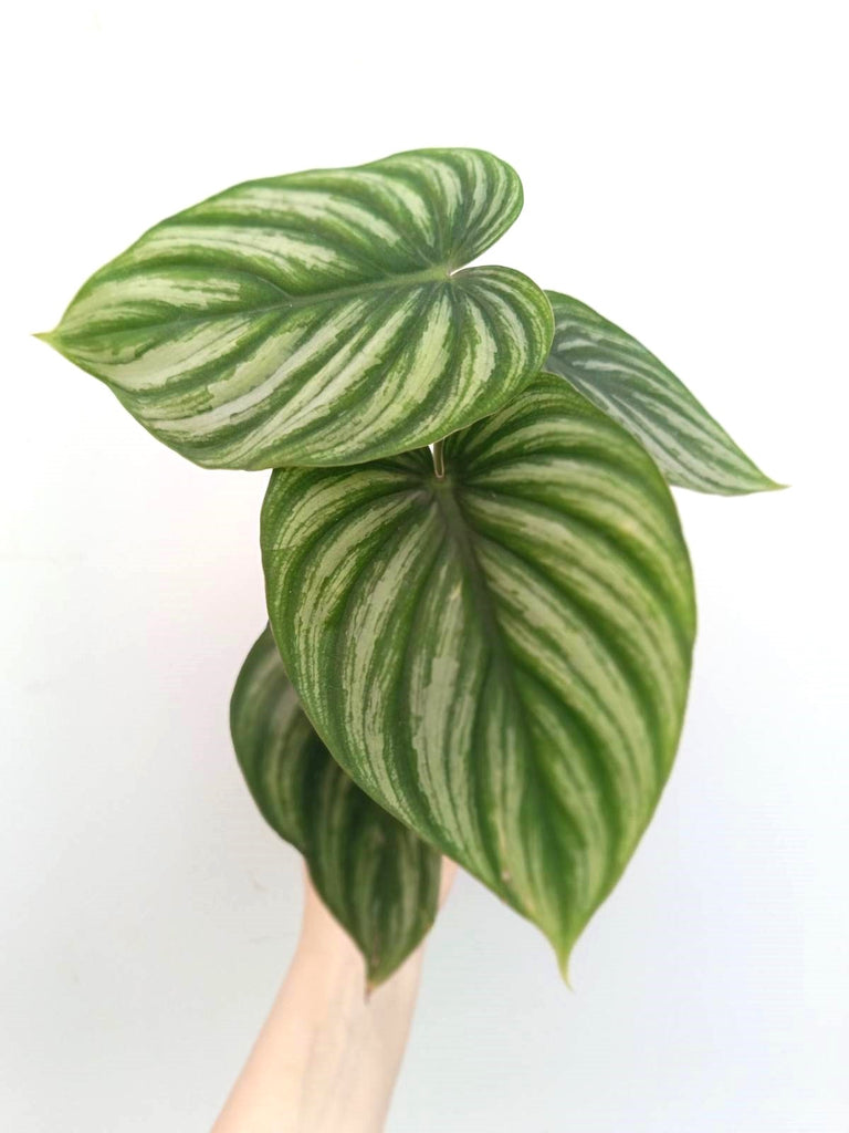 Philodendron plowmanii watermelon