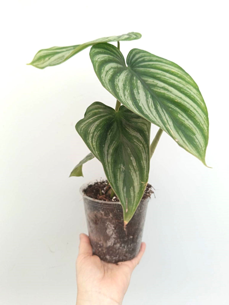 Philodendron plowmanii watermelon