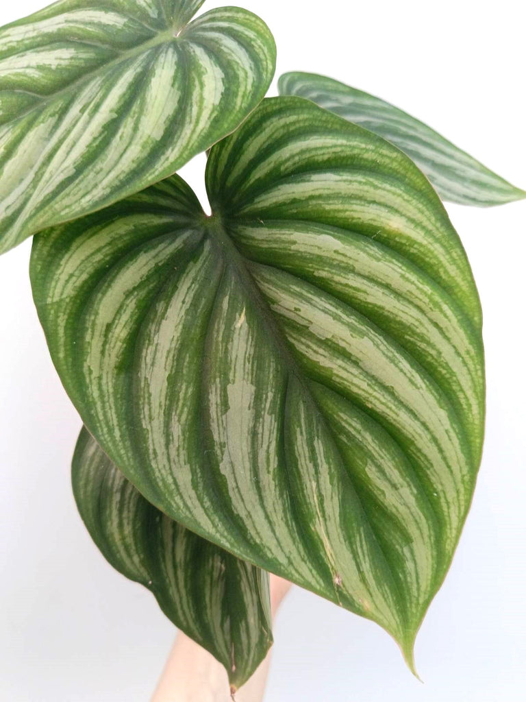 Philodendron plowmanii watermelon