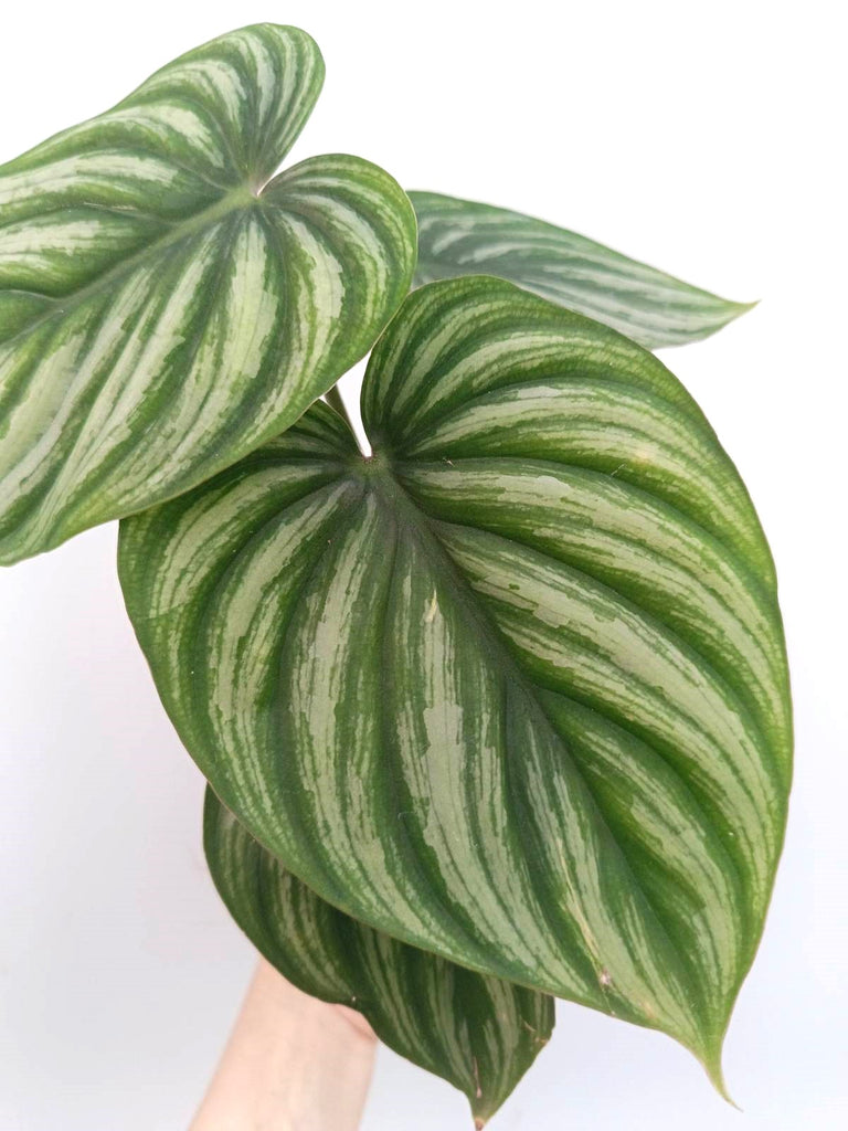 Philodendron plowmanii watermelon