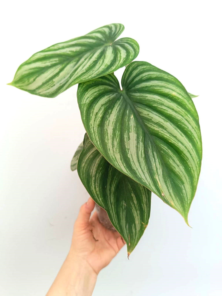 Philodendron plowmanii watermelon