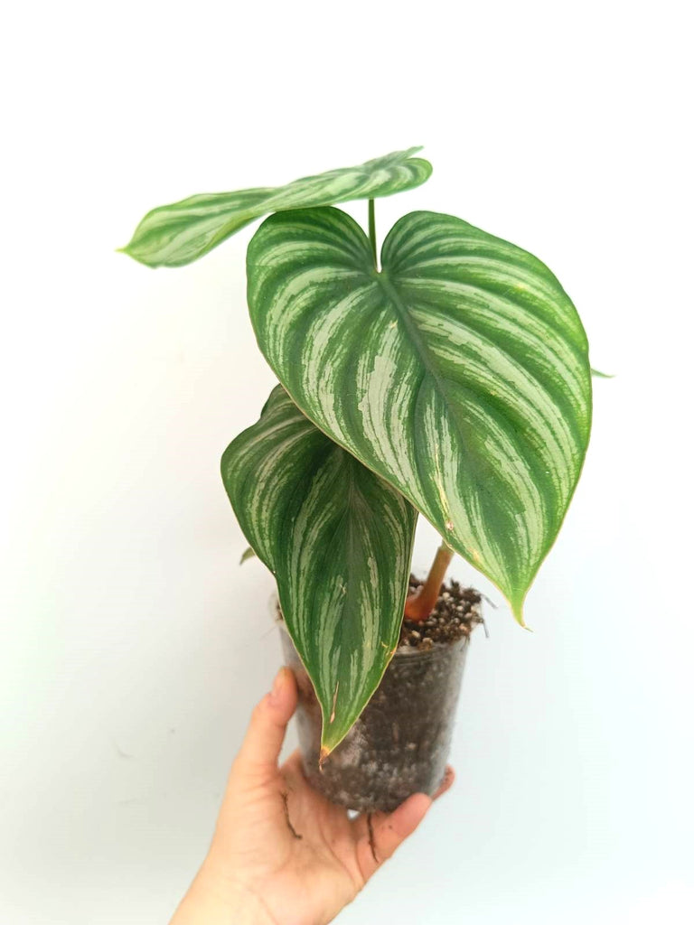 Philodendron plowmanii watermelon