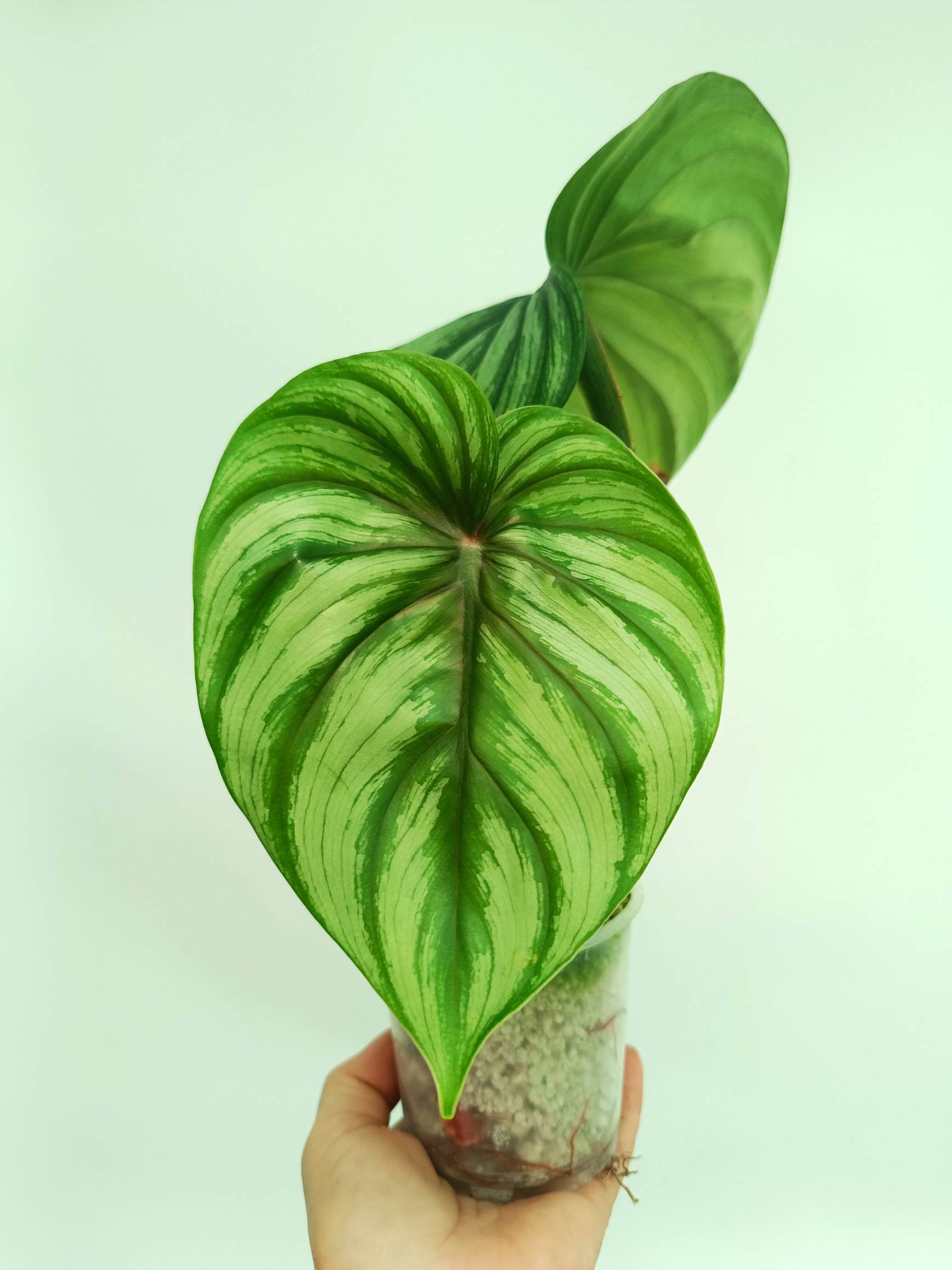 philodendron flor Philodendron Plowmanii Watermelon (young plant)