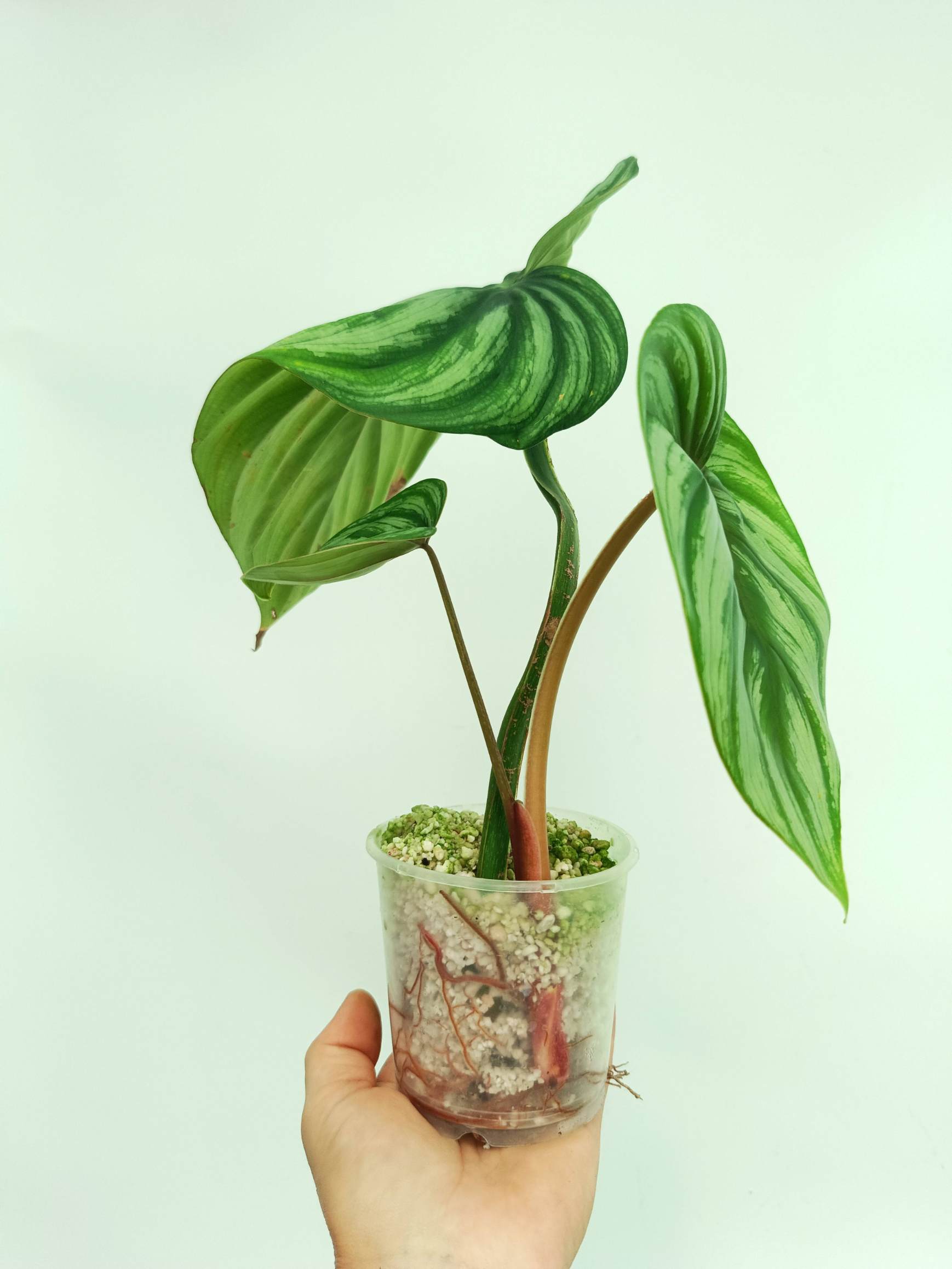 philodendron plowmanii mamei Philodendron Plowmanii Watermelon (young plant)