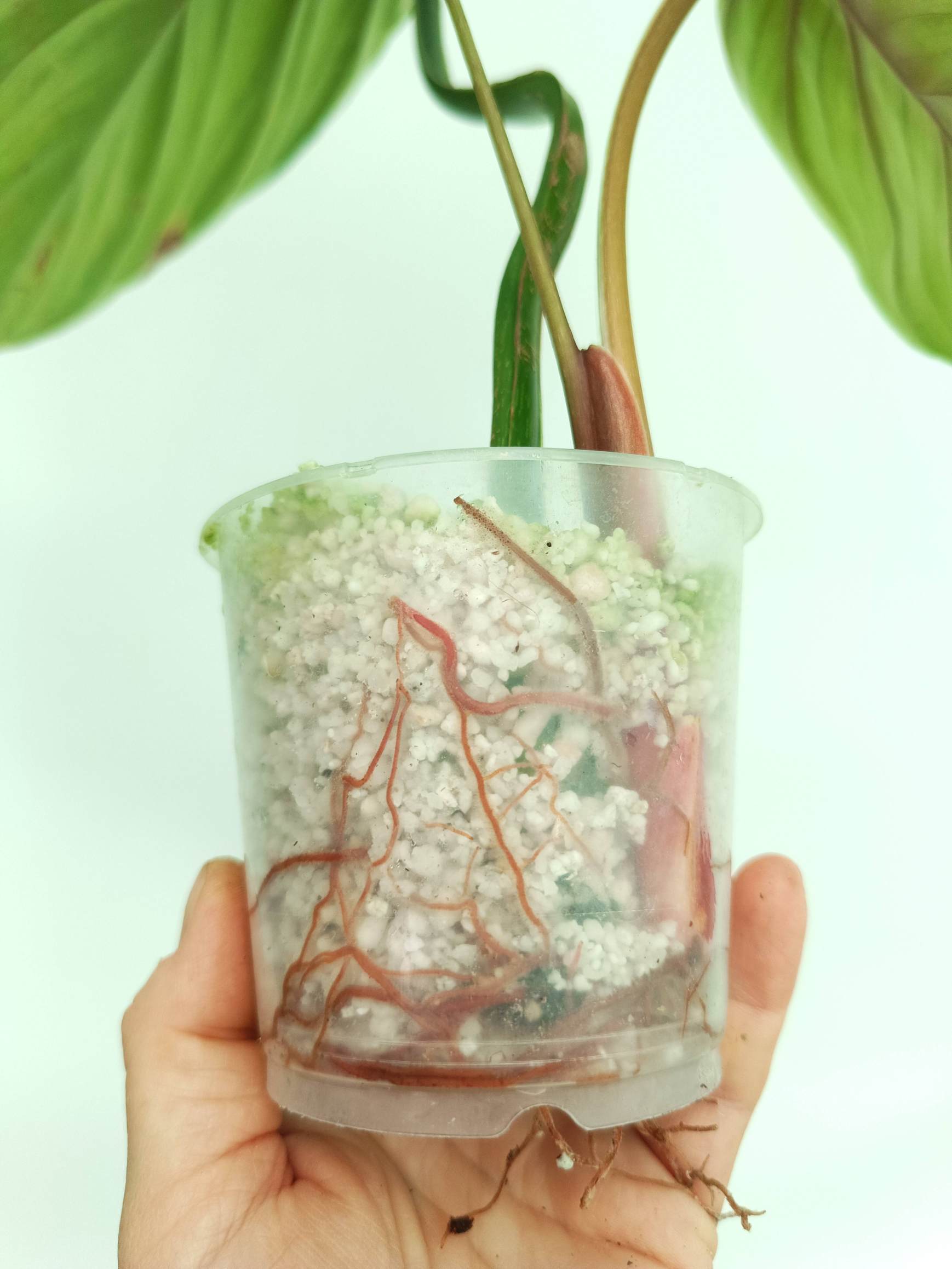 philodendron plowmanii propagation Philodendron Plowmanii Watermelon (young plant)