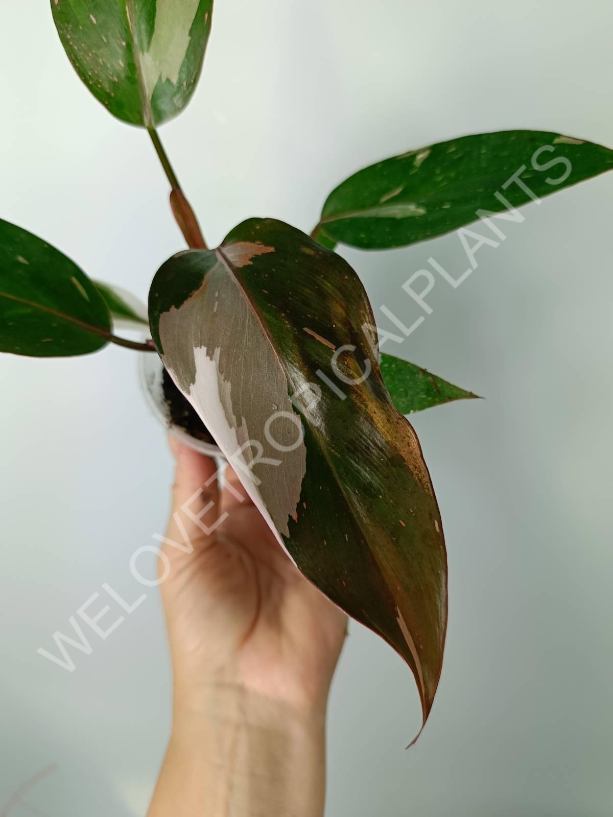 philodendron anderson Philodendron red anderson (young plant)