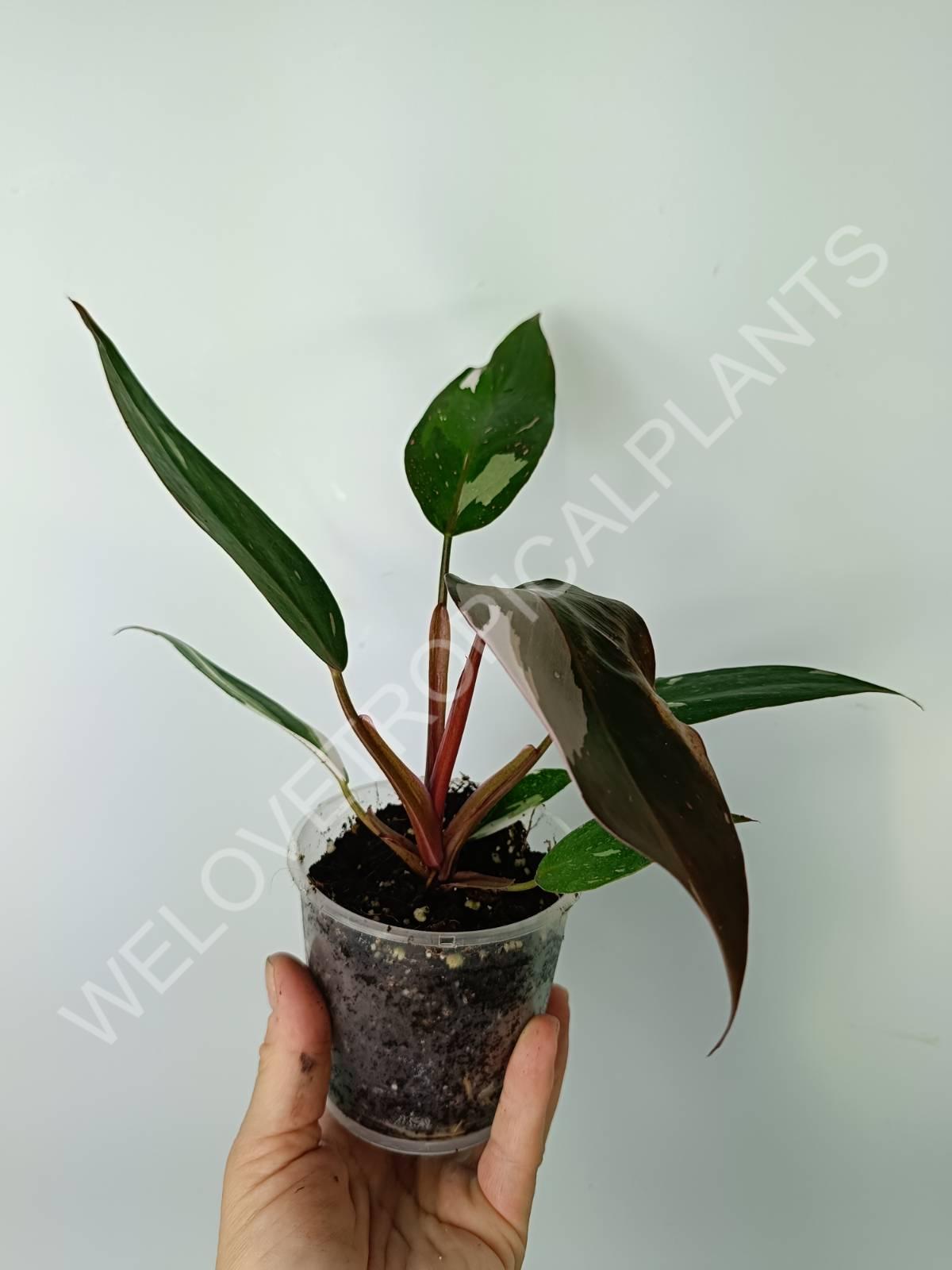 anderson philodendron Philodendron red anderson (young plant)