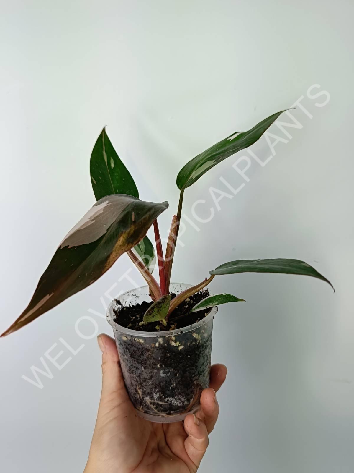 philodendron red anderson Philodendron red anderson (young plant)