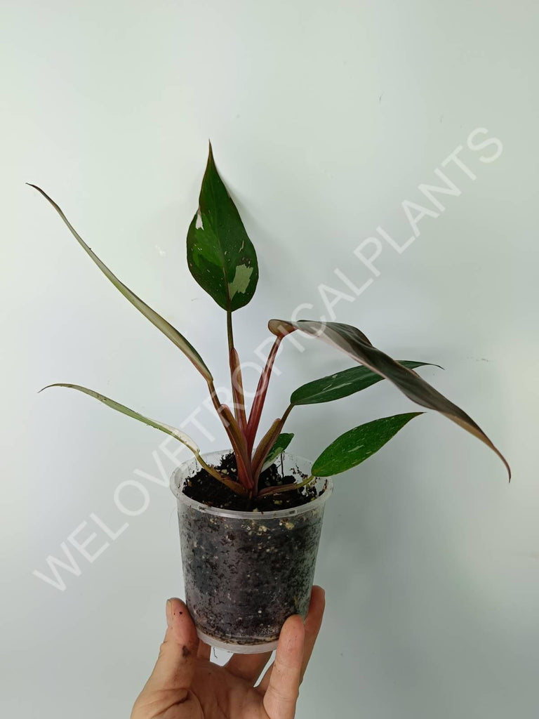 Philodendron red anderson