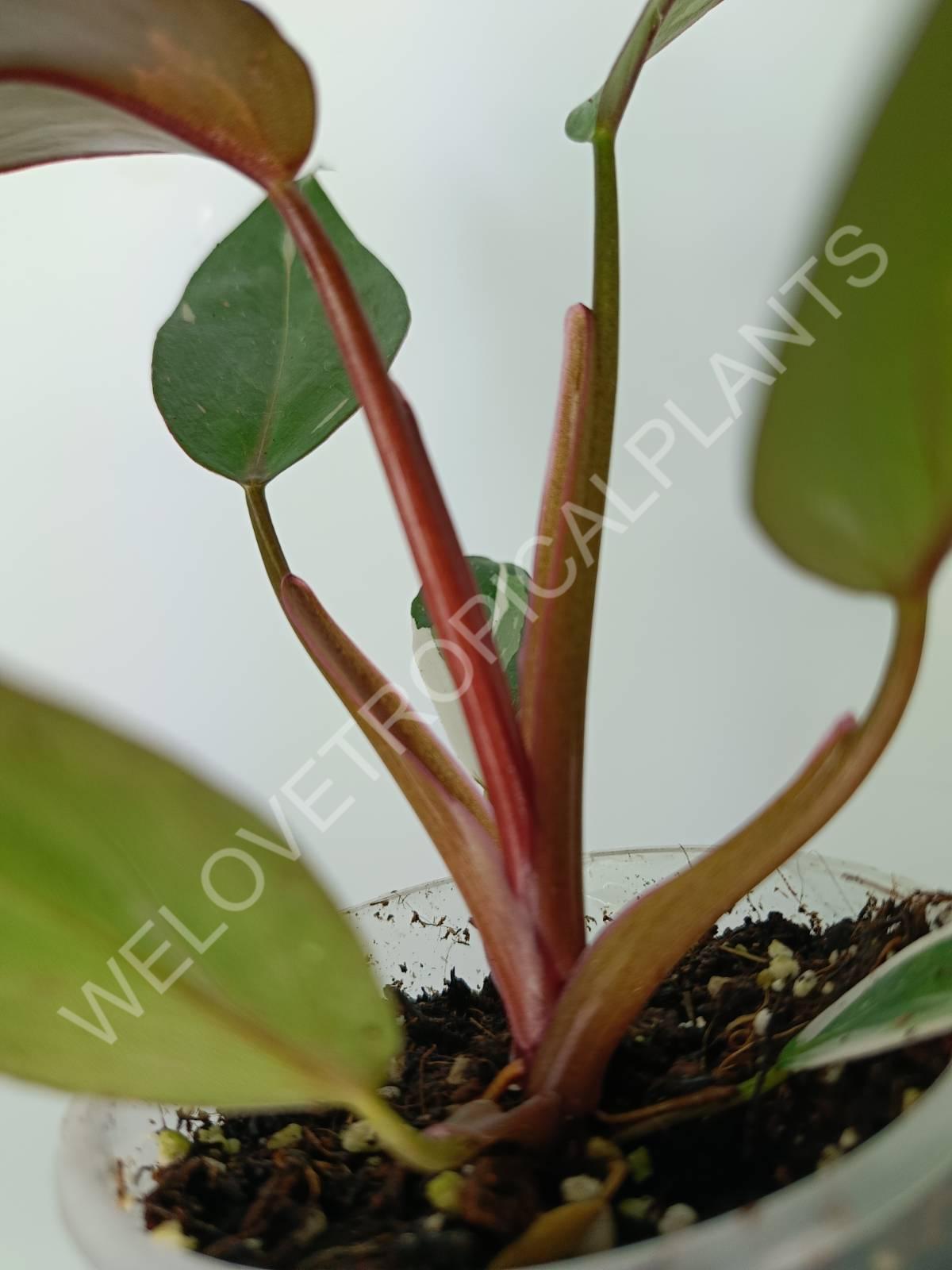 andersons red philodendron Philodendron red anderson (young plant)