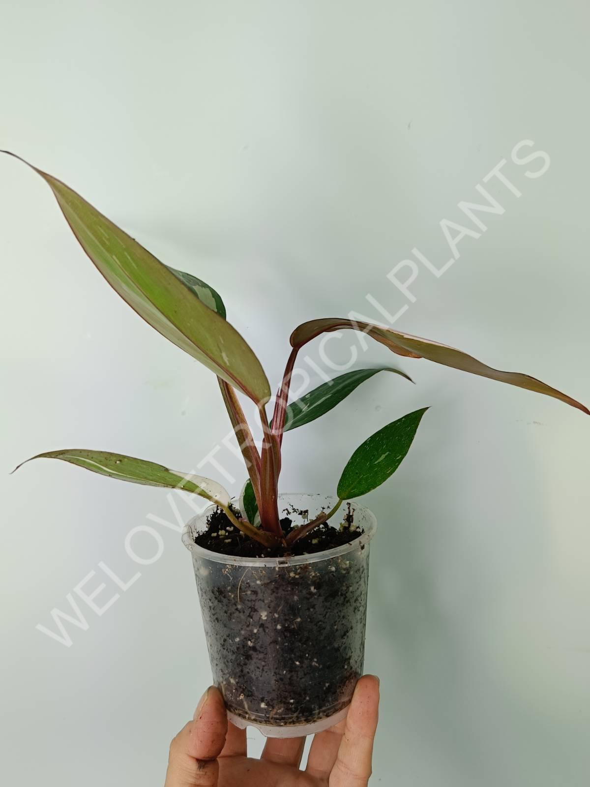 red anderson philodendron vs red emerald Philodendron red anderson (young plant)