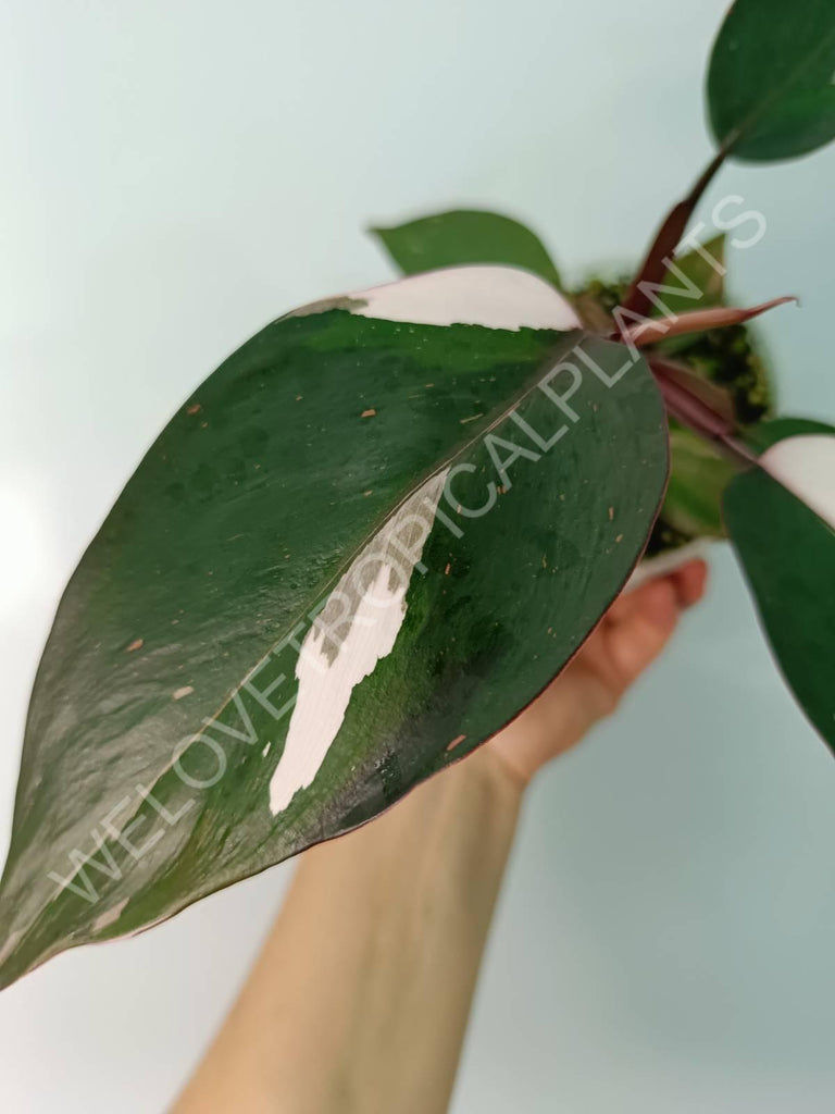 Philodendron red anderson variegata