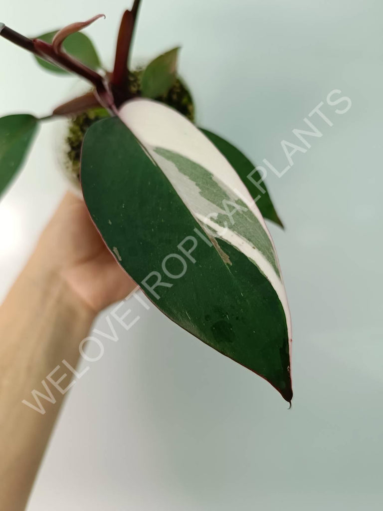 Philodendron red anderson variegata