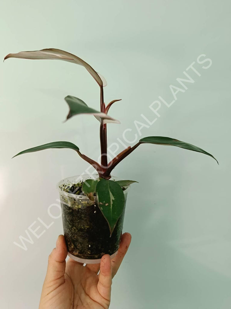 Philodendron red anderson variegata