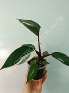 Philodendron red anderson variegata