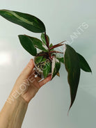 Philodendron red anderson variegata