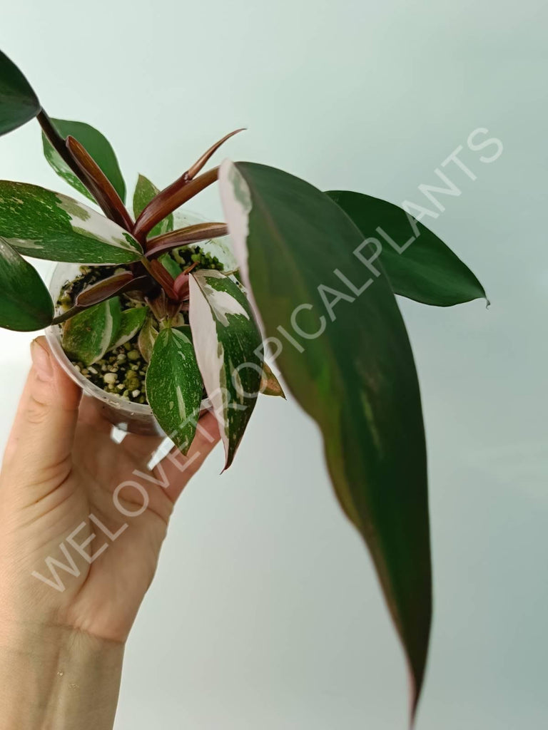 Philodendron red anderson variegata