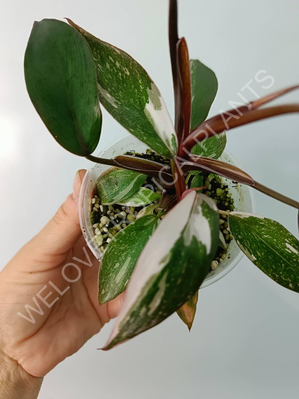 Philodendron red anderson variegata