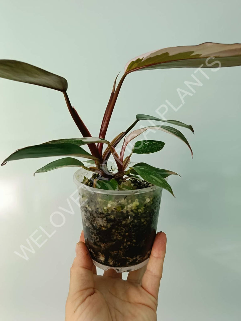 Philodendron red anderson variegata