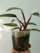 Philodendron red anderson variegata