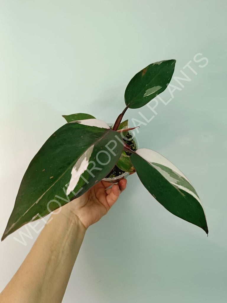 Philodendron red anderson variegata