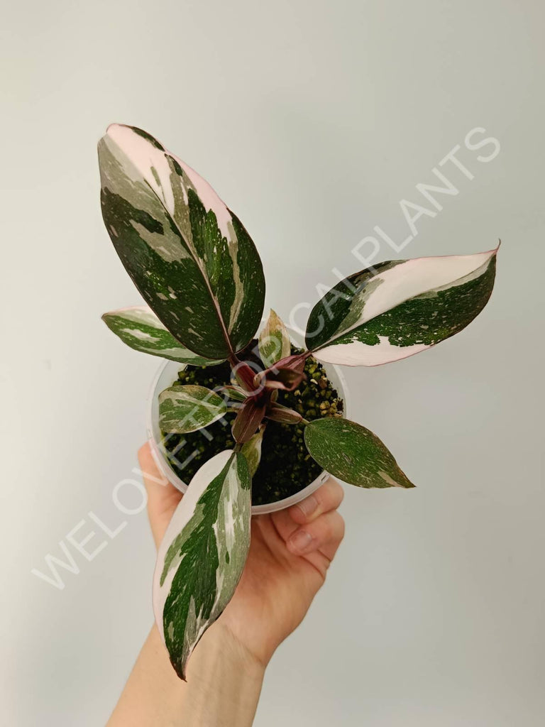 Philodendron red anderson variegata