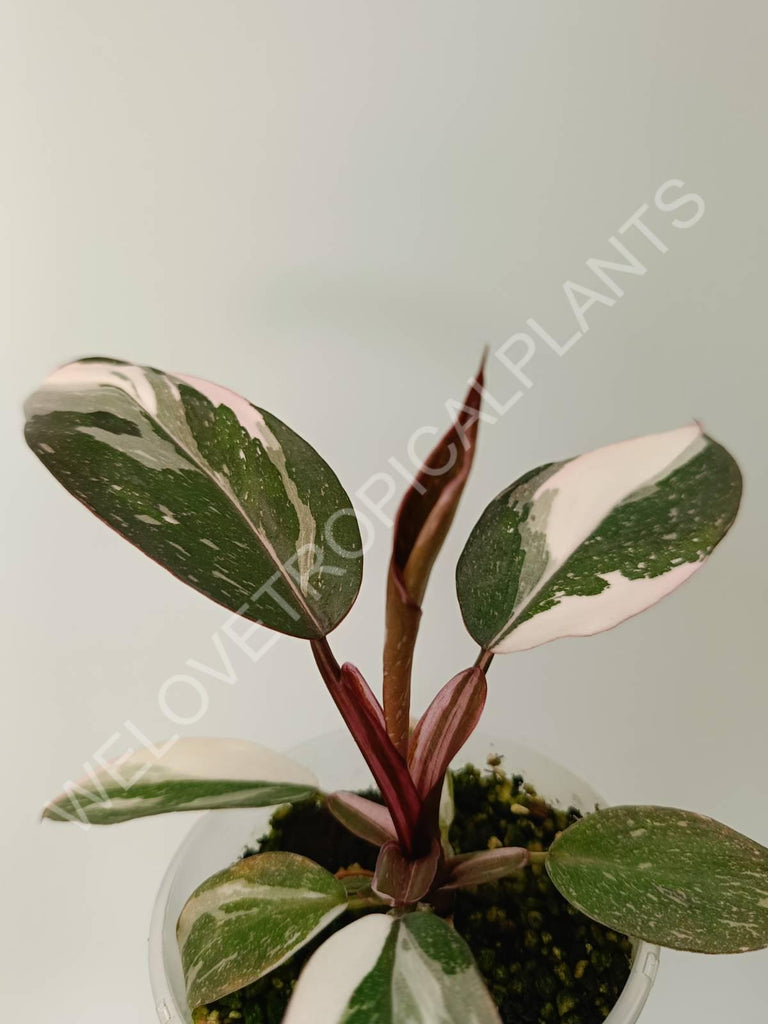 Philodendron red anderson variegata