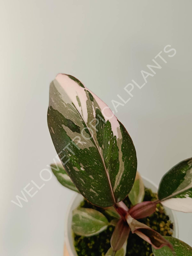 Philodendron red anderson variegata