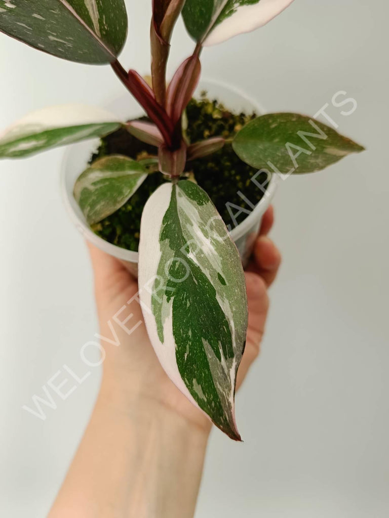 Philodendron red anderson variegata