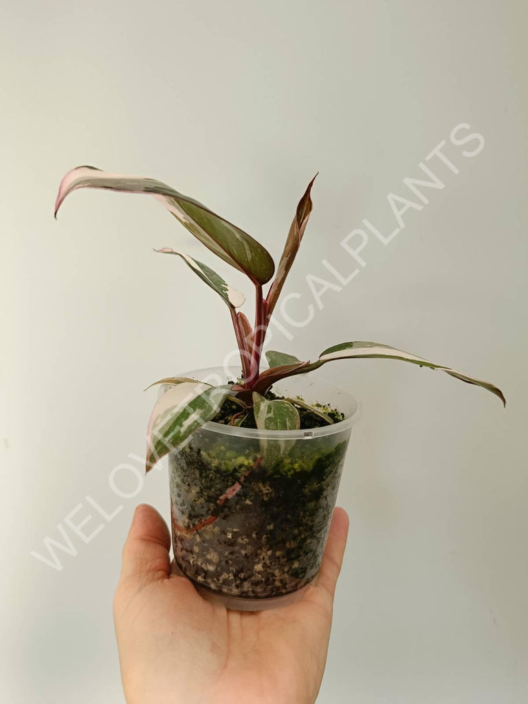 Philodendron red anderson variegata