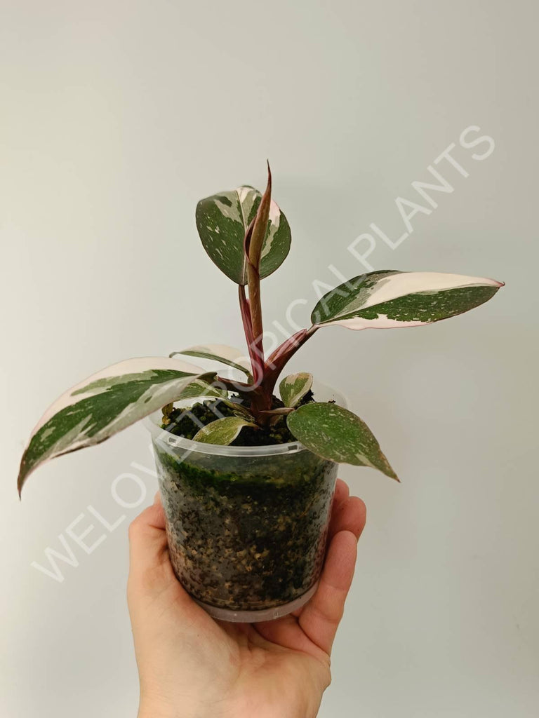 Philodendron red anderson variegata