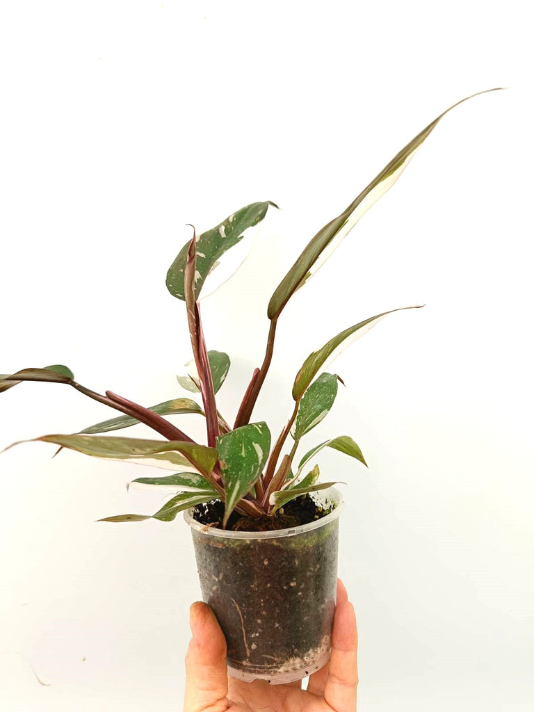 Philodendron red Anderson variegata 