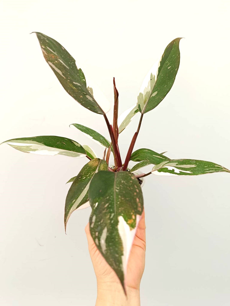 Philodendron red Anderson variegata 