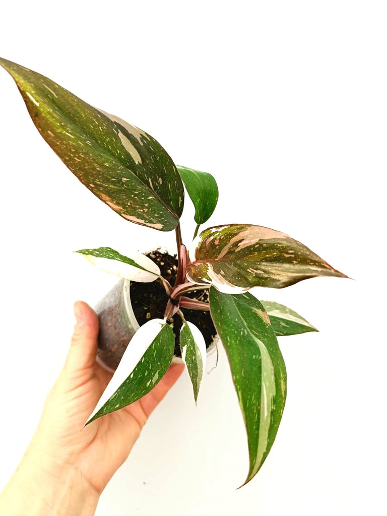 Philodendron red Anderson variegata