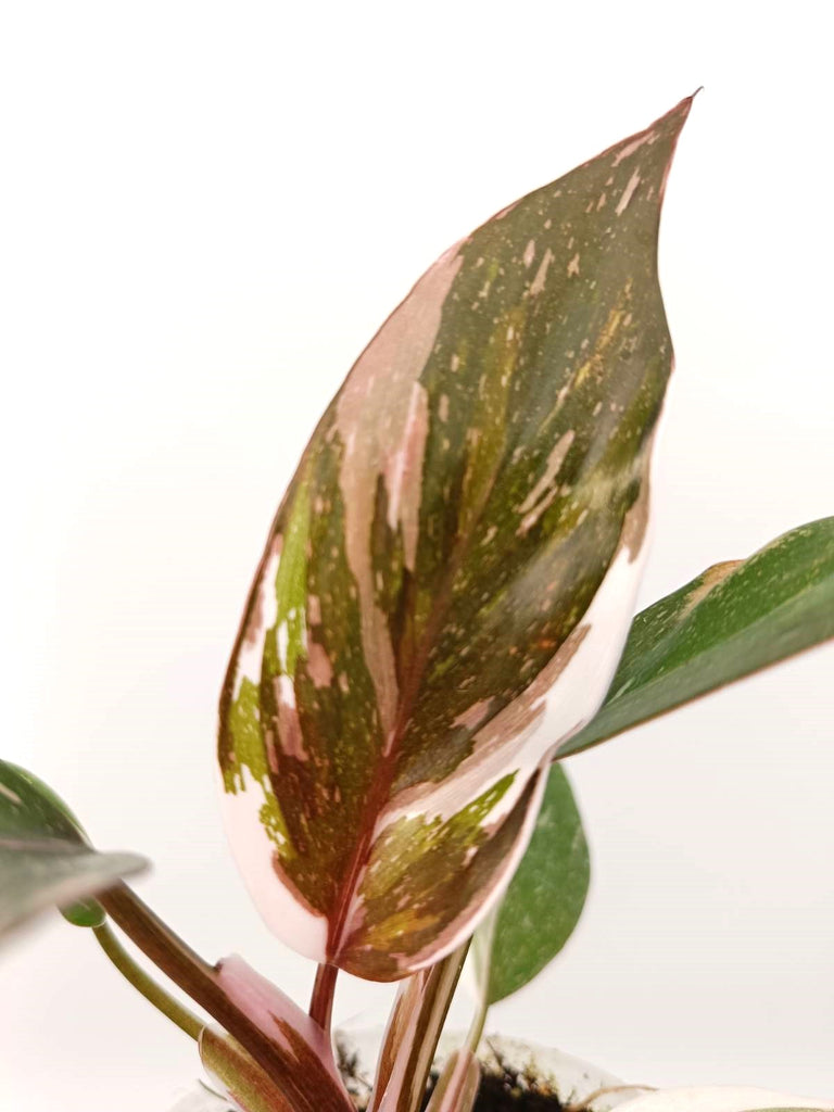 Philodendron red Anderson variegata