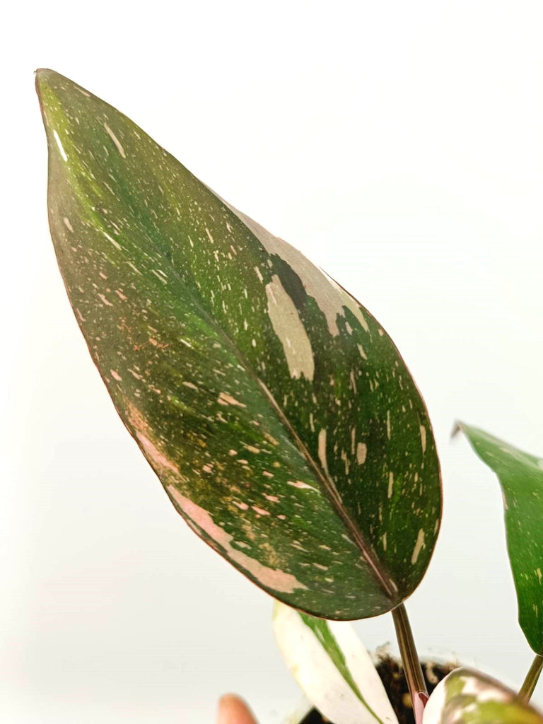 Philodendron red Anderson variegata