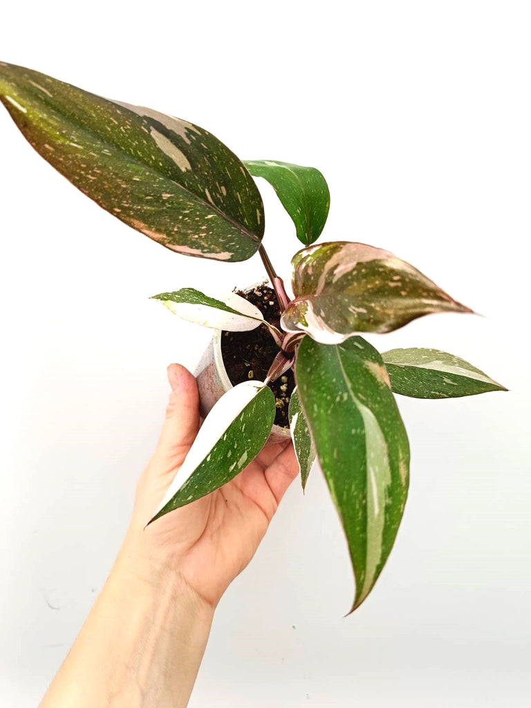 Philodendron red Anderson variegata