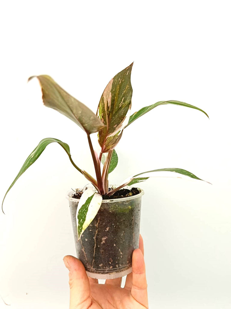 Philodendron red Anderson variegata