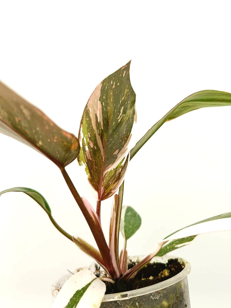 Philodendron red Anderson variegata