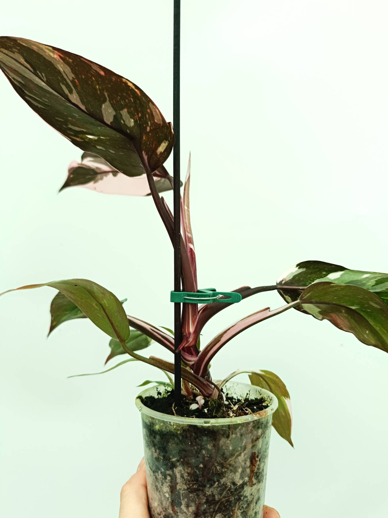 anderson red philodendron Philodendron red anderson variegata