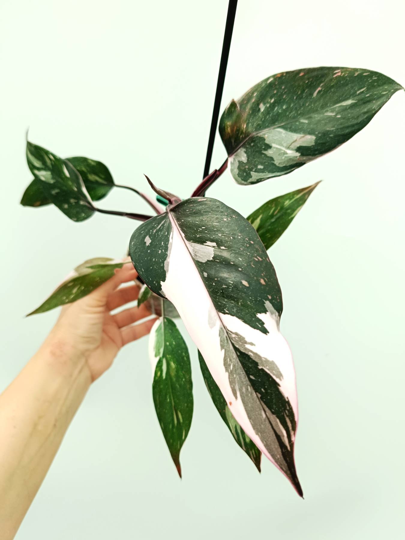 philodendron red anderson variegated for sale Philodendron red anderson variegata