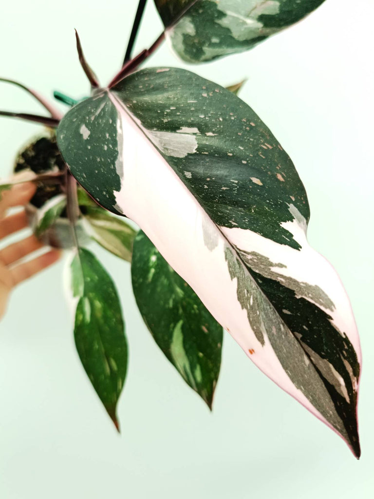 Philodendron red anderson variegata